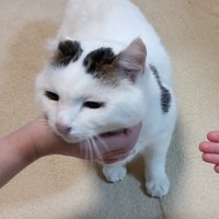 首をなでられる猫
