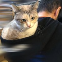 フードに入る猫