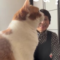 見つめる猫