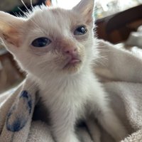 保護されたばかりの子猫