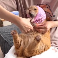 怒った姿