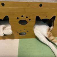 ハウスにいる猫