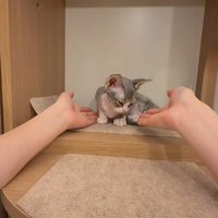 子猫に手を差しだす飼い主