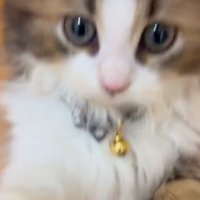 立ち上がる子猫