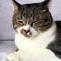 イカ耳で目をつむる猫