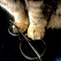 メガネを踏む猫の前足