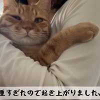 抱っこされる猫