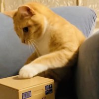 貯金箱のボタンを押すスコティッシュフォールド