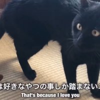 立っている黒猫