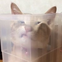 ぺちゃっとなったひのきちゃん2