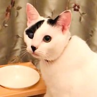 甘える表情で飼い主を見上げる子猫