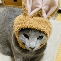 うさぎの被り物を被ってカーペットに座るロシアンブルー