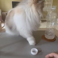 飼い主さんの方を見ずに蓋を返す猫