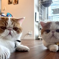 2匹の猫の顔