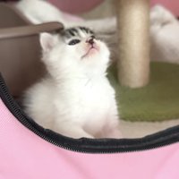 残念そうな表情を浮かべる子猫