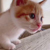 ソファの背もたれに座る猫