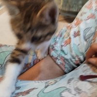 人のひざの上に乗ってくる子猫