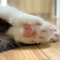 ピンクの肉球