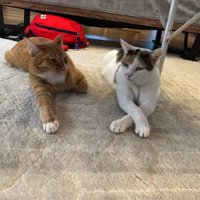 寝そべる2匹の猫