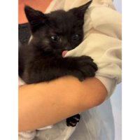 抱かれている猫