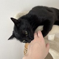 噛む猫