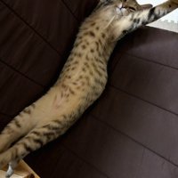 長く伸びて寝る猫