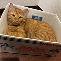 箱に入る猫