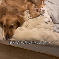 ベッドで寝ている犬と猫