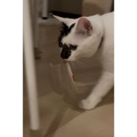 コースターを運ぶ猫