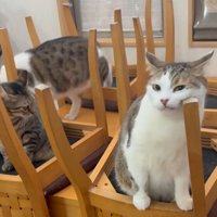 椅子に乗る3匹の猫