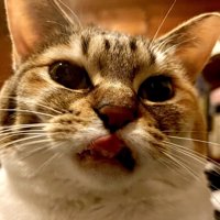 ペロッと舌を出す三毛猫のアップ