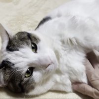 ラグに頭をつけて横たわる豆大福くん