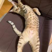 へそ天して手を上げる猫