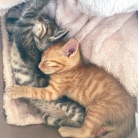 くっついて眠る2匹の子猫