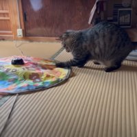 おもちゃに飛びつく猫