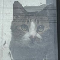 様子を見守る猫