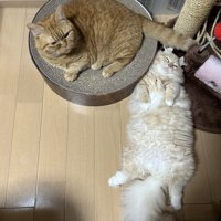 寝ている猫と爪とぎに座っている猫