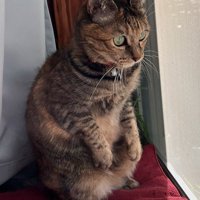 後ろ足で立ち上がる体勢のまま座り込む猫