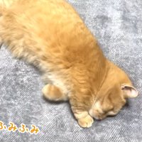 ふみふみ