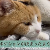 ポジションが決まったミケ