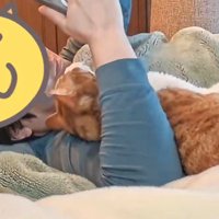 飼い主の腕に頭を乗せ、飼い主の顔を見つめる猫