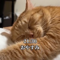 眠る猫