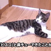 寝そべる猫
