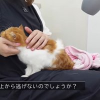なでなで