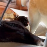 柴犬の毛づくろいをする猫