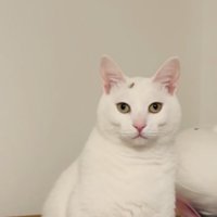 箱の中で座る保護猫