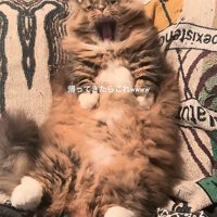 仰向けの猫