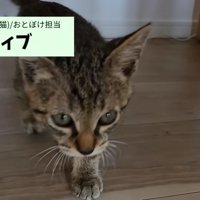 ティブくん