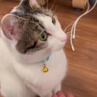 心ここにあらずな猫