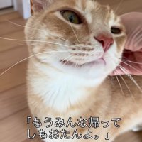 頭をなでられる猫